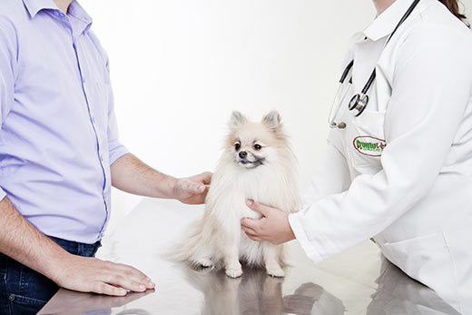 Exames Veterinários ProntoVet Bauru - Veterinária Pet Shop em Bauru